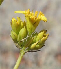 Pentalepis trichodesmoides trichodesmoides