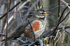 Turdus iliacus
