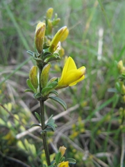 Genista