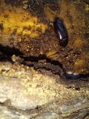 Uloma tenebrionoides