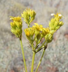 Pentalepis trichodesmoides trichodesmoides