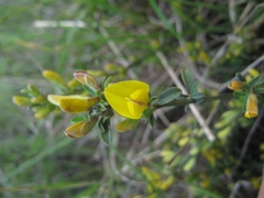 Genista