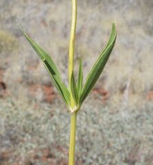 Pentalepis trichodesmoides trichodesmoides