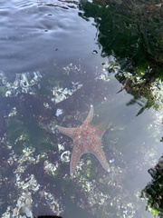 Dermasterias imbricata