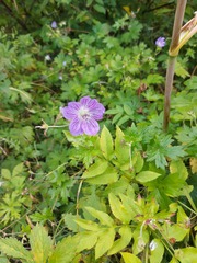 Geranium wlassovianum