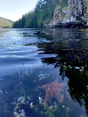 Dermasterias imbricata