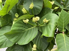 Neonauclea reticulata