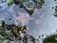 Dermasterias imbricata