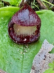 Corybas incurvus
