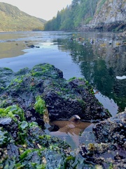 Dermasterias imbricata