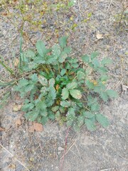 Potentilla fragarioides