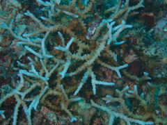 Anacropora