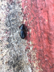Coleoptera