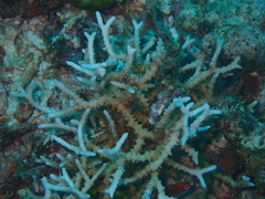 Anacropora