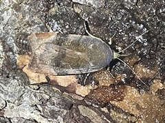 Noctua janthina