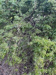 Pandorea jasminoides