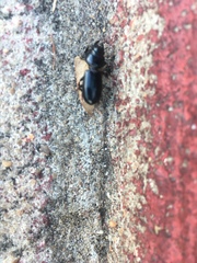 Coleoptera