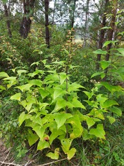 Parasenecio hastatus