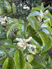 Pandorea jasminoides