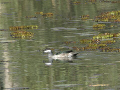 Nettapus pulchellus