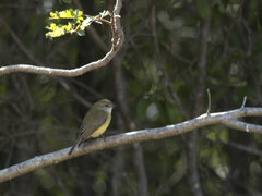 Microeca flavigaster