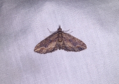 Chloroclystis filata