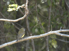Microeca flavigaster