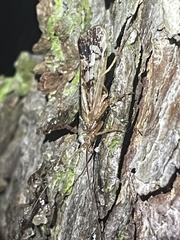 Limnephilus
