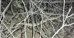 Crotalus tigris