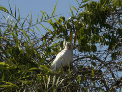 Cacatua sanguinea