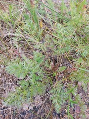 Kitagawia baicalensis