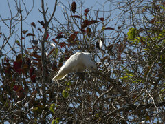 Cacatua sanguinea