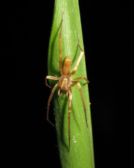 Anyphaenidae