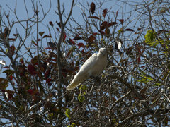 Cacatua sanguinea