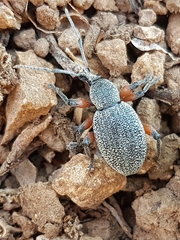 Otiorhynchus cardiniger
