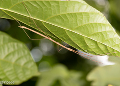 Clitumninae