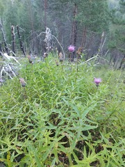 Cirsium serratuloides