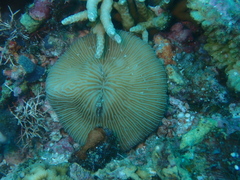 Pleuractis granulosa