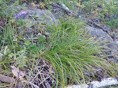 Carex pediformis