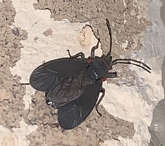 Melacoryphus rubicollis