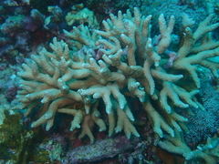 Porites nigrescens