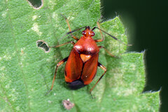 Deraeocoris ruber