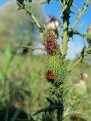 Carpocoris mediterraneus