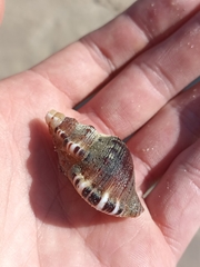 Ranella australasia