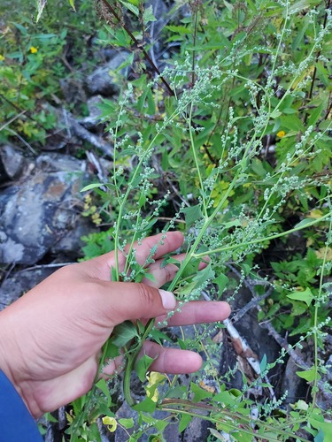 Chenopodium bryoniifolium iNat (2)