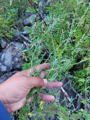 Chenopodium acerifolium
