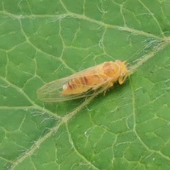Hemiptera
