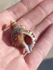 Ranella australasia