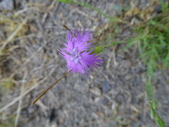 Dianthus hyssopifolius