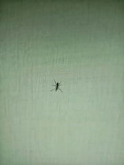 Formicidae
